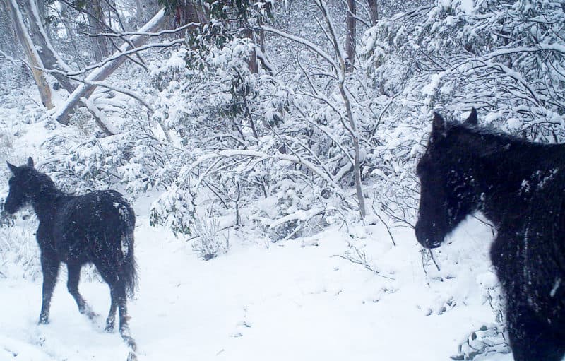 Feral horses in the Alpine National Park