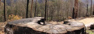 Logging in Victoria's central highlands.