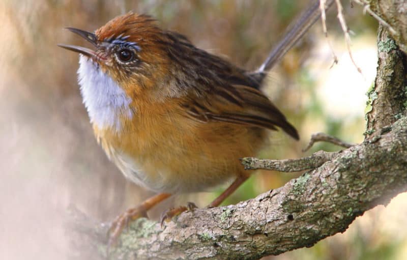 Our parks protect many gems including the southern emu wren.