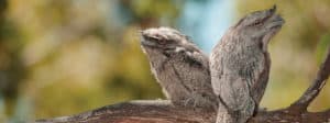 Tawny frogmouths