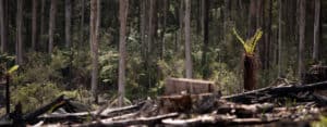 A failure to innovate is driving the collapse of Victoria's forests. Photo: Mel Erler