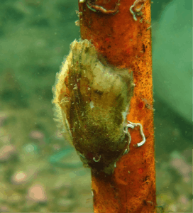A single oyster takes hold on one of the units