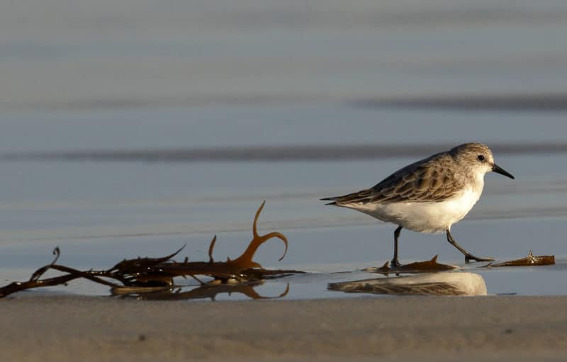 Red-necked stint Ed Dunens | Flickr | CC BY 2.0