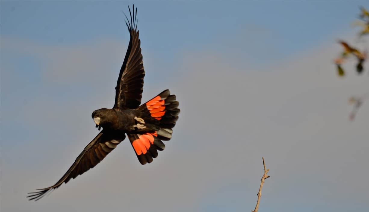 Threatened species including the iconic red-tailed black cockatoo and some of the most vulnerable and fragmented forests left in Victoria will be hammered under new plans to open up logging in the west of the state. Photo: Bob McPherson