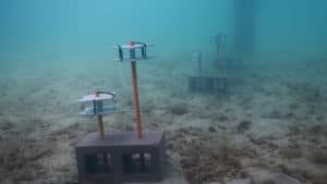 Settlement plate units on the ocean floor