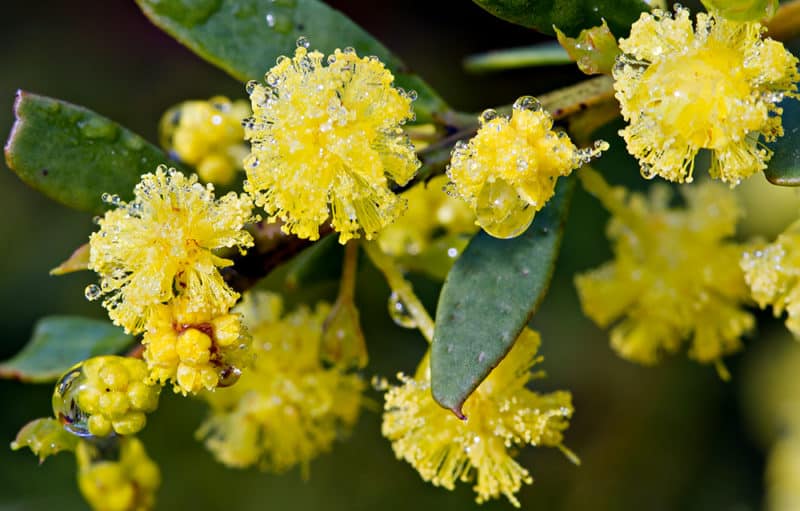 Gold dust wattle