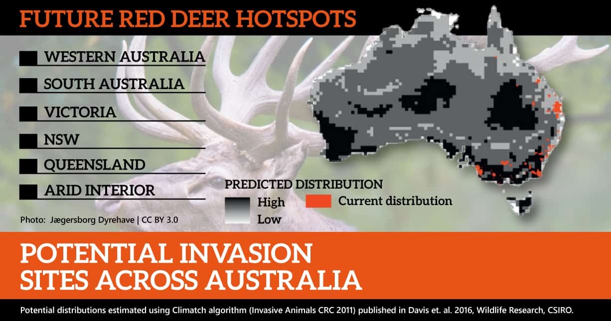 Feral deer are rapidly expanding thoughout south eastern Australia. A recent research paper shows that based on preferred climate, they are likely to spread much further. This map focuses on the possible expansion of just one deer species, red deer.