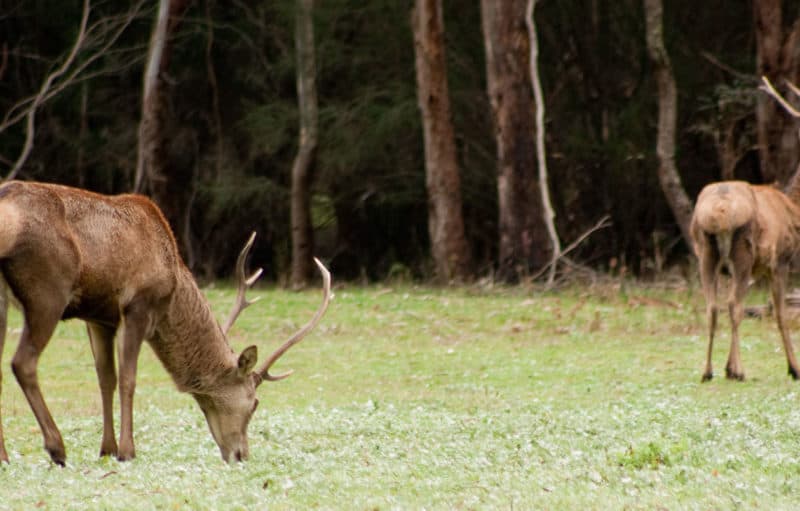 Red Deer grazing, Moora Track, Grampians National Park, Victoria Australia . Photo: Rexness | Flickr | CC BY-SA 2.0
