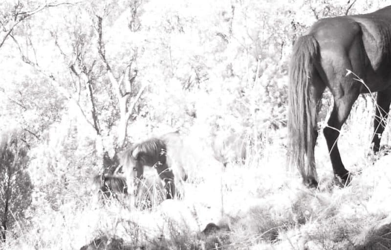 Skinny feral horse. Photo: Federation students