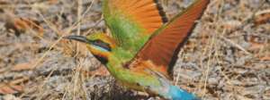 A rainbow bee-eater exiting a nesting burrow in the Little Desert. Photo: Ian Morgan, from 'Birds and Plants of the Little Desert'