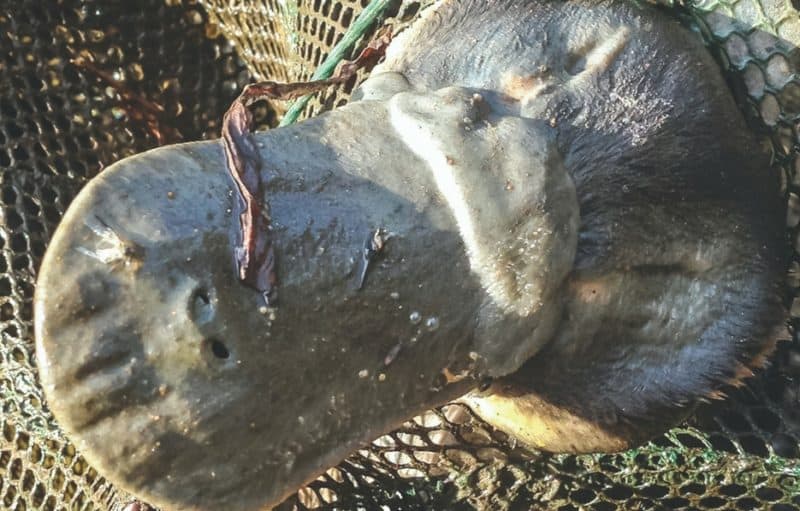 A shocking sight: this platypus struggled to escape this opera house net before drowning. This is just one of many such cruel deaths. Photo: DELWP