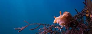 Sea Slug. Photo: Matthew Testoni