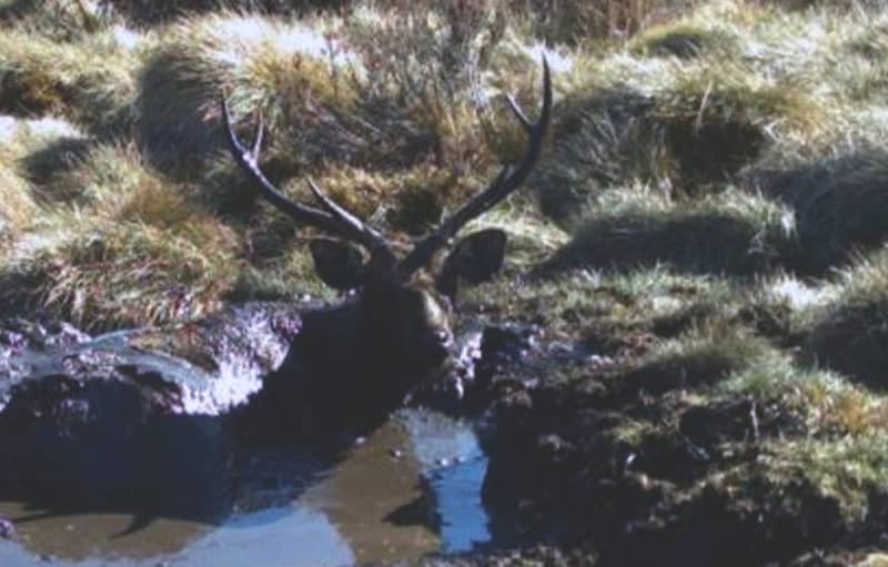 A sambar stag enjoying a bath in one of the Alpine National Parks national and state listed peatbeds.