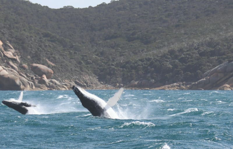 Two humpback whales at Wilsons Promontory