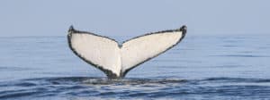 Humpback whale sighting in Bass Strait