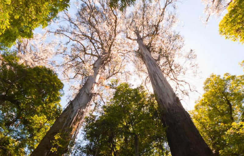 Tall trees in Yarra Ranges National Park Photo: Anthony Agius, Flickr CC