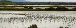 A flock of red-necked avocets and banded stilts enjoy the Moolap wetlands, which will be under greater pressure from coastal development proposed in the Moolap Plan.