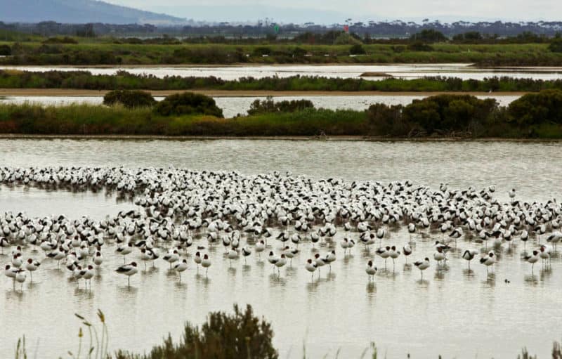 A flock of red-necked avocets and banded stilts enjoy the Moolap wetlands, which will be under greater pressure from coastal development proposed in the Moolap Plan.