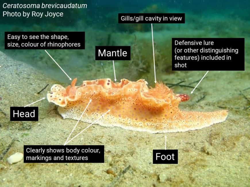 Sea Slug Census Victorian National Parks AssociationVictorian 