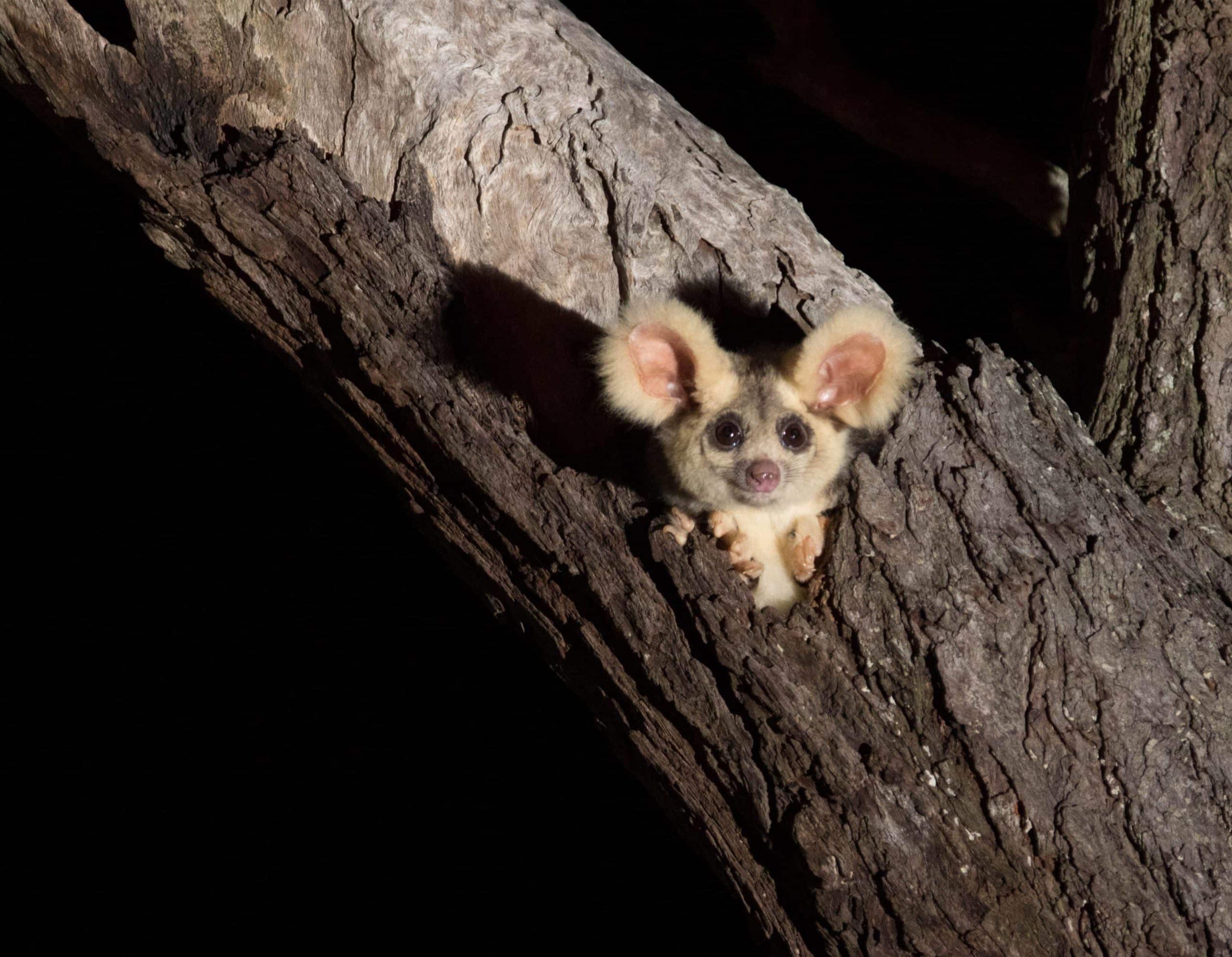 Central West Forest Create park refuges for the Greater Glider