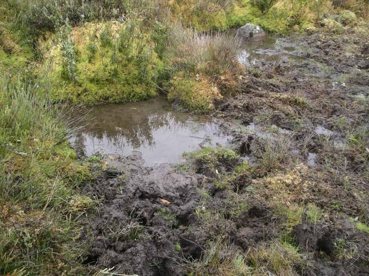 Horse trampled sphagnum moss bed, a common scene through much of the ...