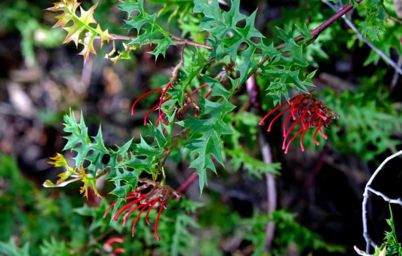 Mount Cole Grevillea