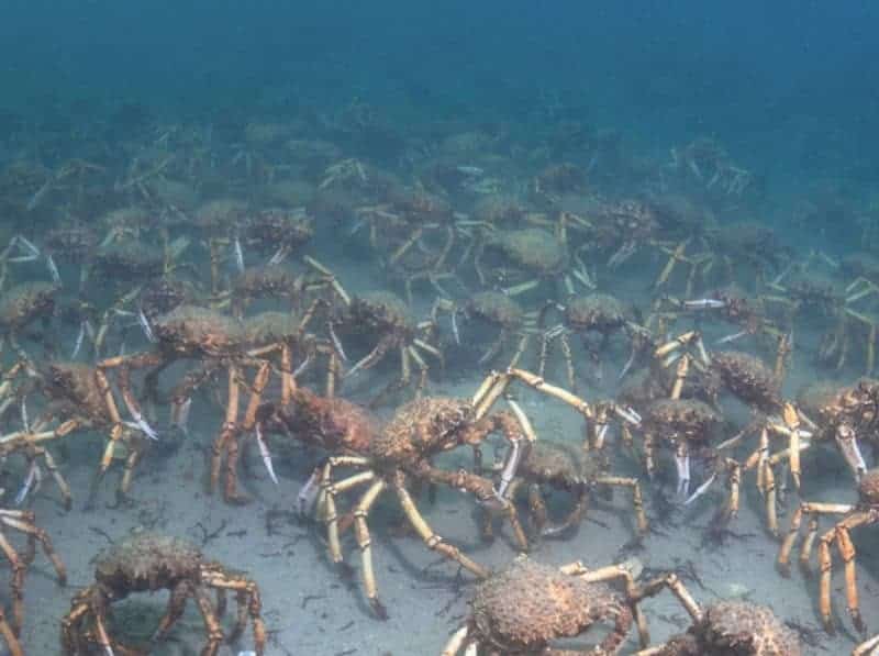 Spider Crabs homepage - Victorian National Parks AssociationVictorian ...