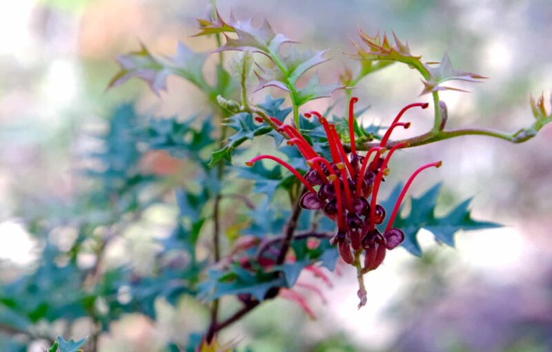 Mount Cole Grevillea