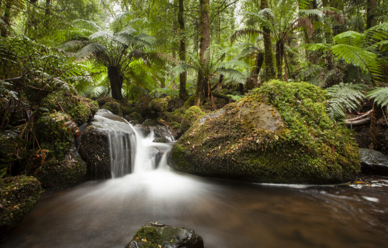 A creek running through Cool Temperate Rainforest