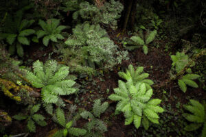 Birds Eye view of Cool Temperate Rainforest
