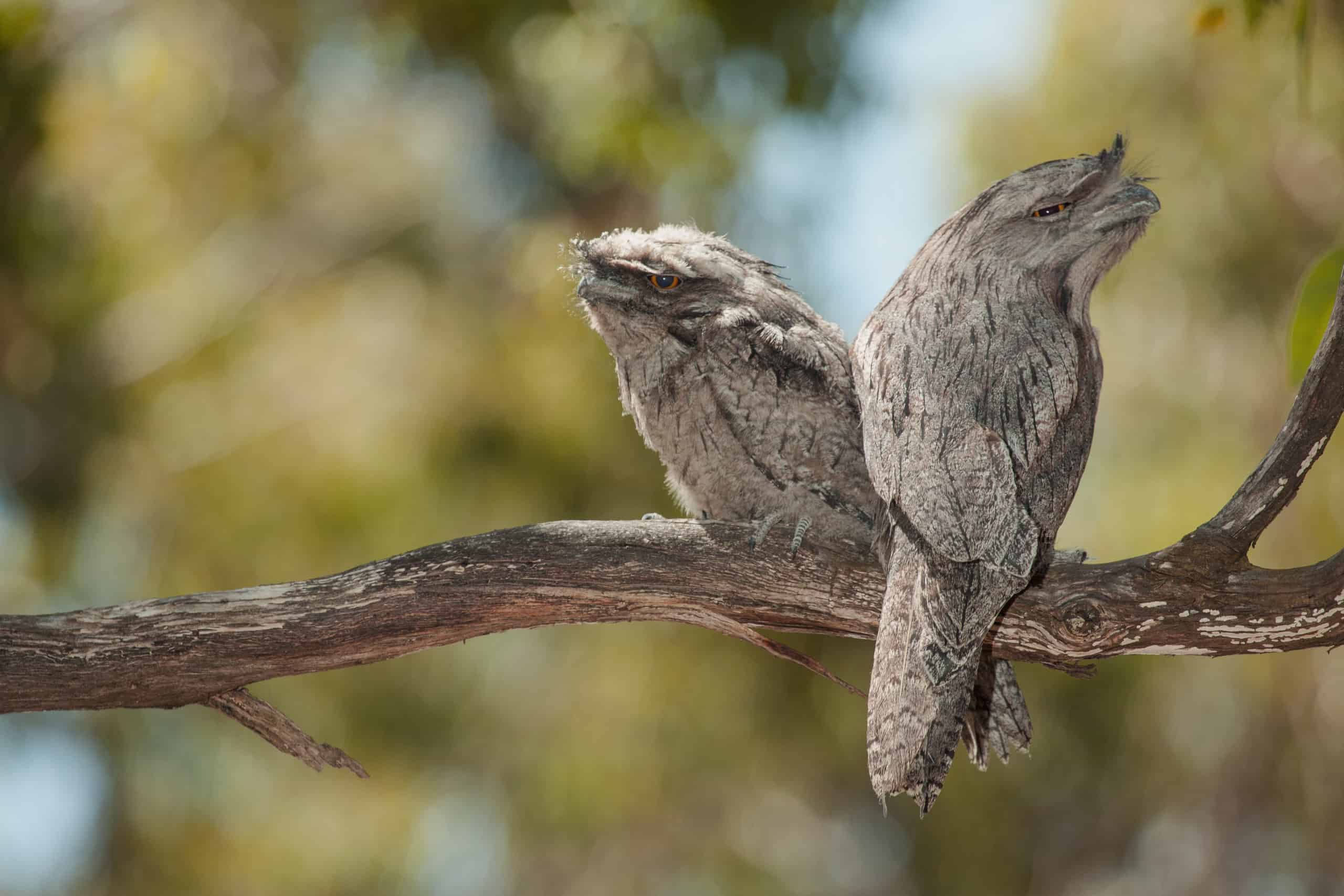 Pair of Tawny Frogmouths - Victorian National Parks ...