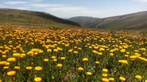 Alpine National Park wildflowers