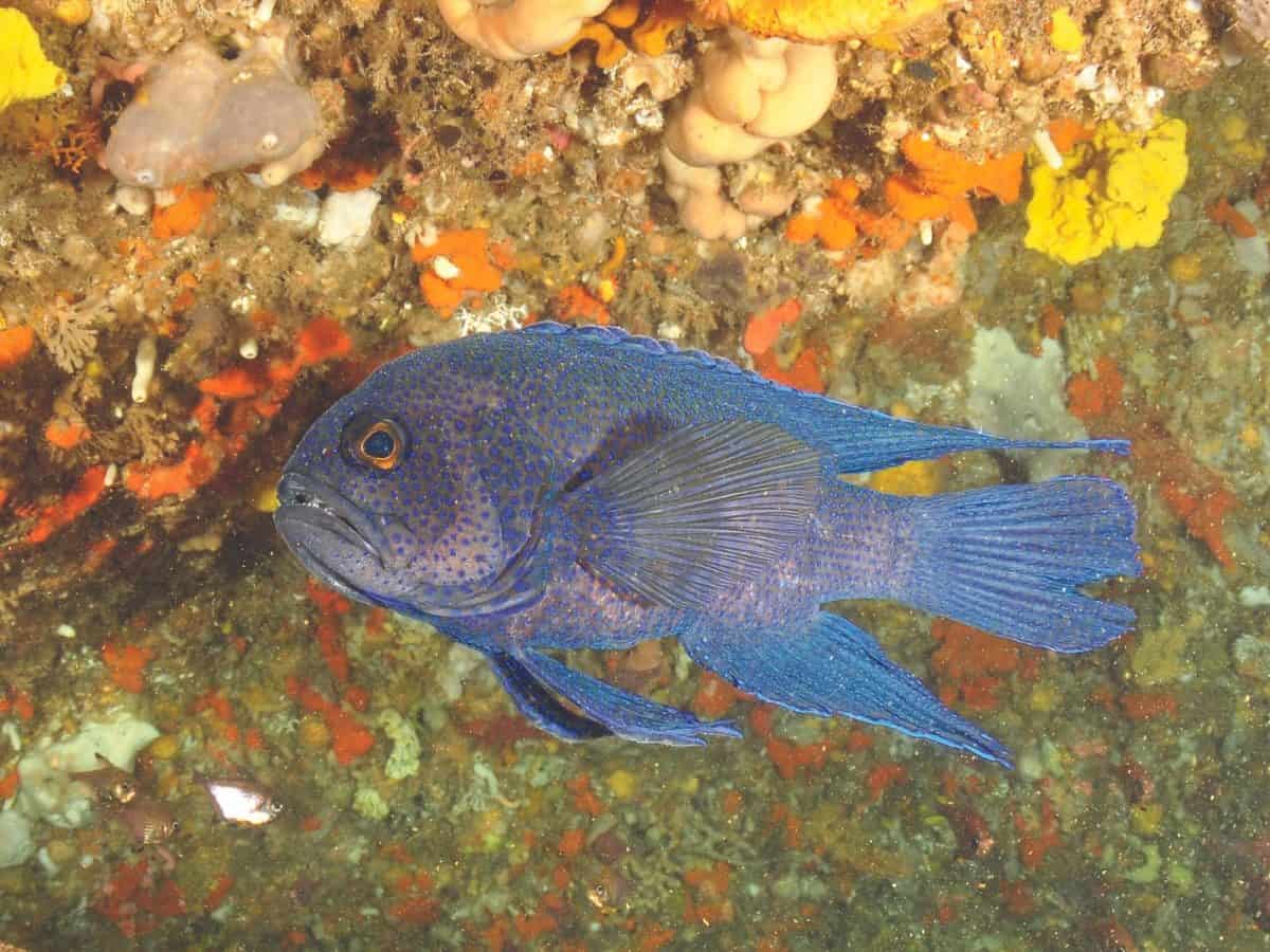 The weird and wonderful inhabitants of the Great Southern Reef ...