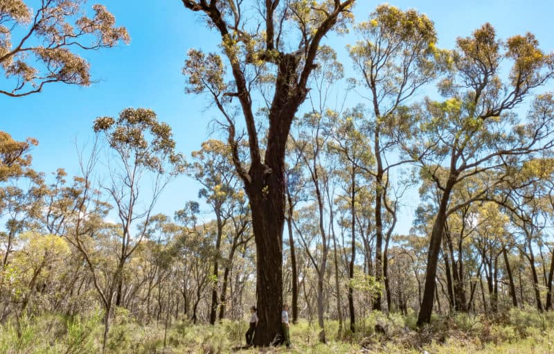 Home - Victorian National Parks AssociationVictorian National Parks ...