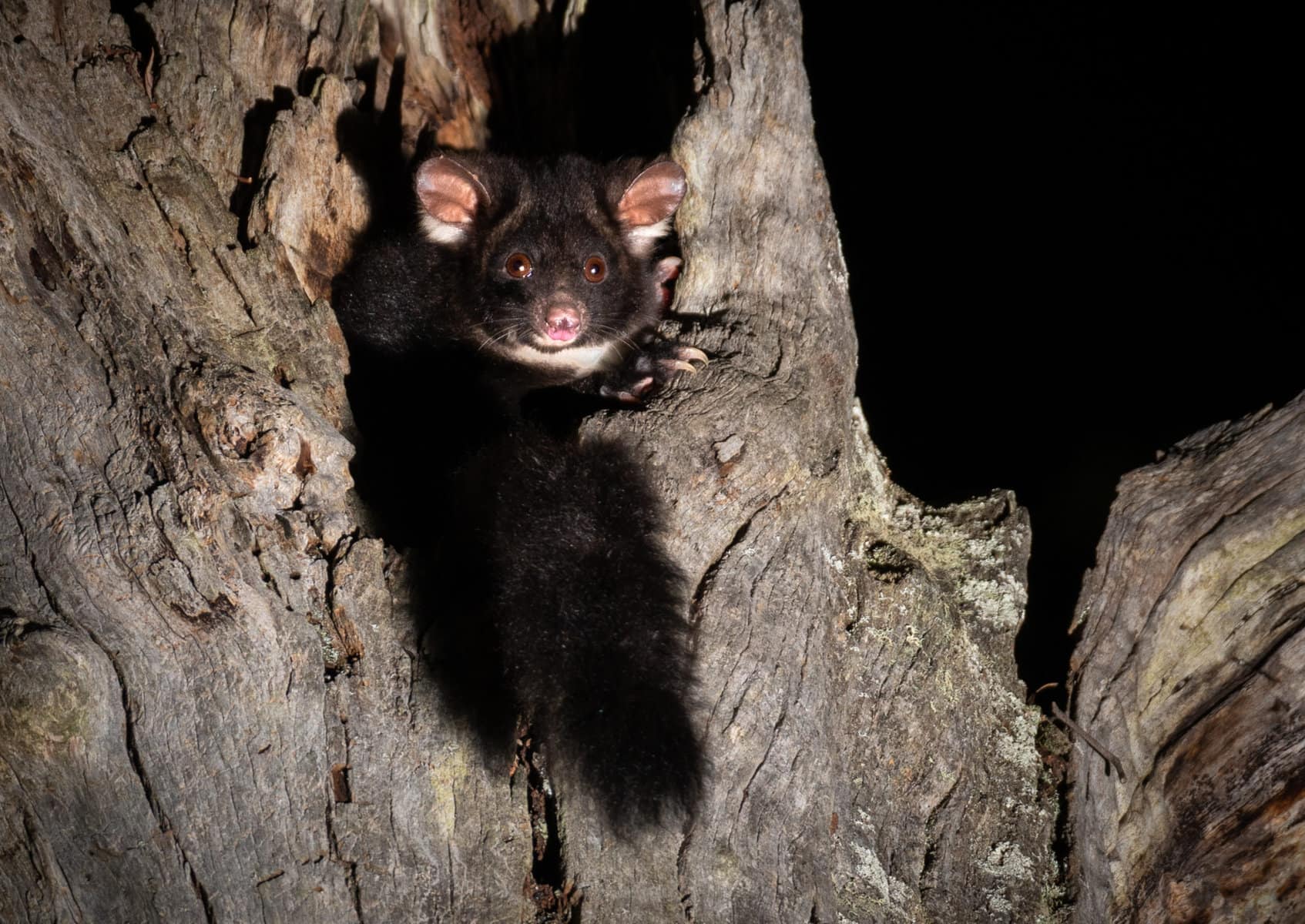 Southern Greater Glider Victorian National Parks AssociationVictorian National Parks Association