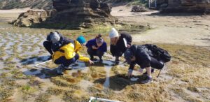 Four people kneeling in shallow water searching for sea slugs