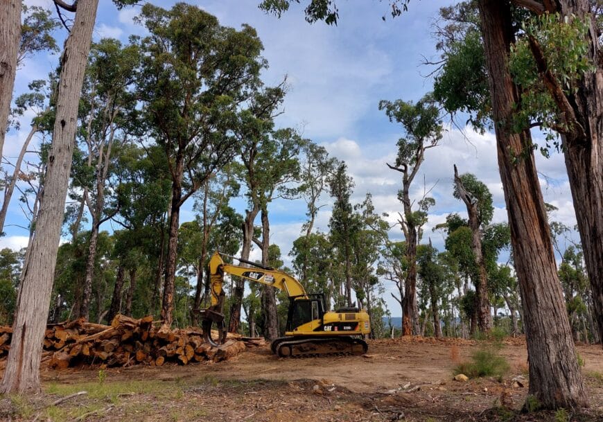 This is what remains after ‘salvage’ logging and ‘fire management.’ Dandenong Ranges National Park, February 2023. Jordan Crook