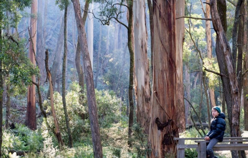 The Wombat Forest at Nolans Crossing (Sandy Scheltema)