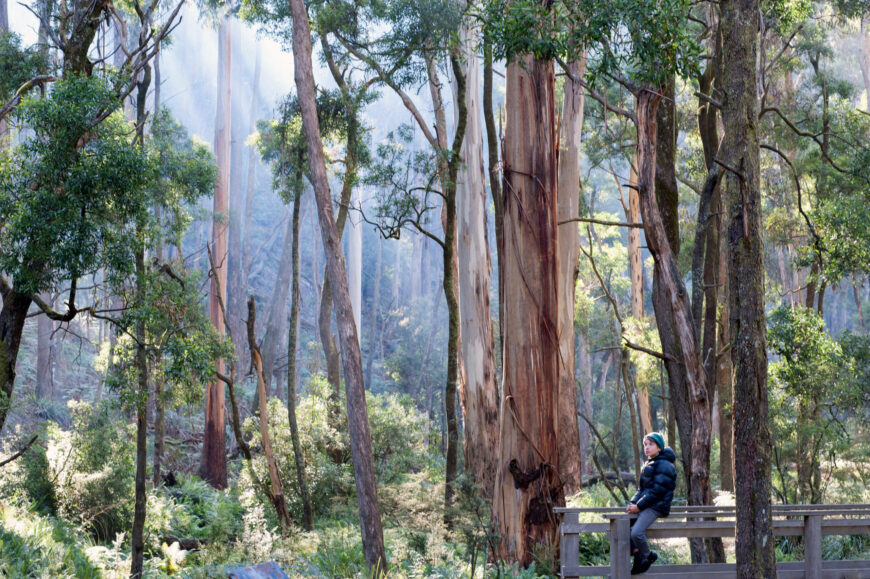 Victorian Nature Community Elated Over Faster End To Native Forest ...