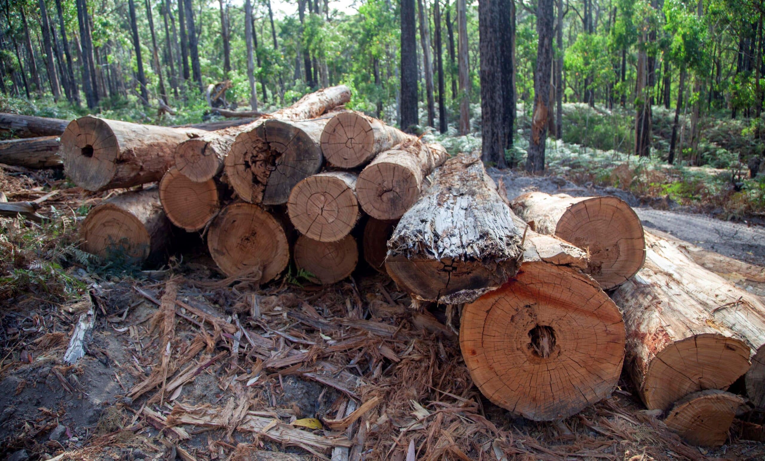 Log piles discovered in Cobaw Forest, supposedly cleared for fire breaks, February 2023 (Ben Gill).