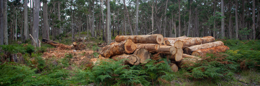 Salvage logging is forest destruction - Victorian National Parks ...