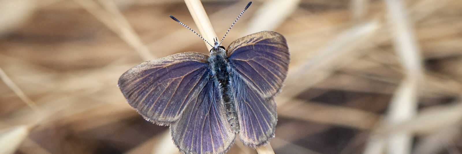 Golden-Rayed Blue Butterfly. - Victorian National Parks ...