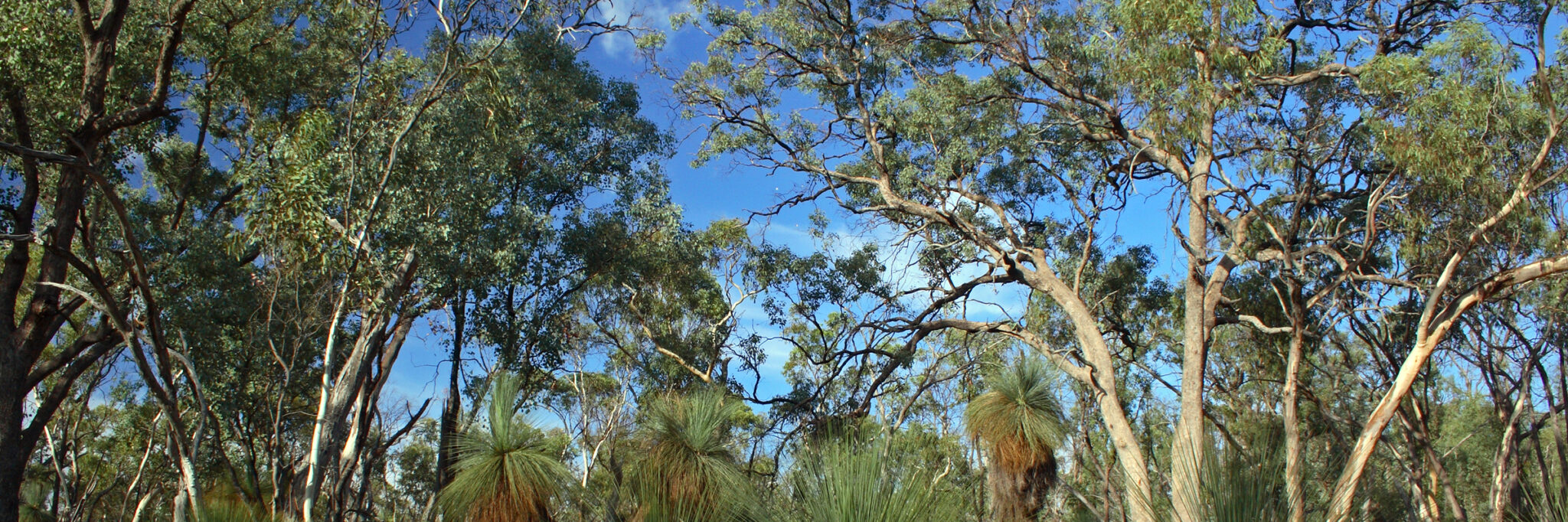 Box-Ironbark woodlands in the Warby Ranges. - Victorian National Parks ...