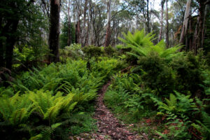 Mount Donna Buang (Mick Stanic)