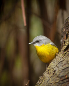 An Eastern Yellow Robin perched on the side of a tree.