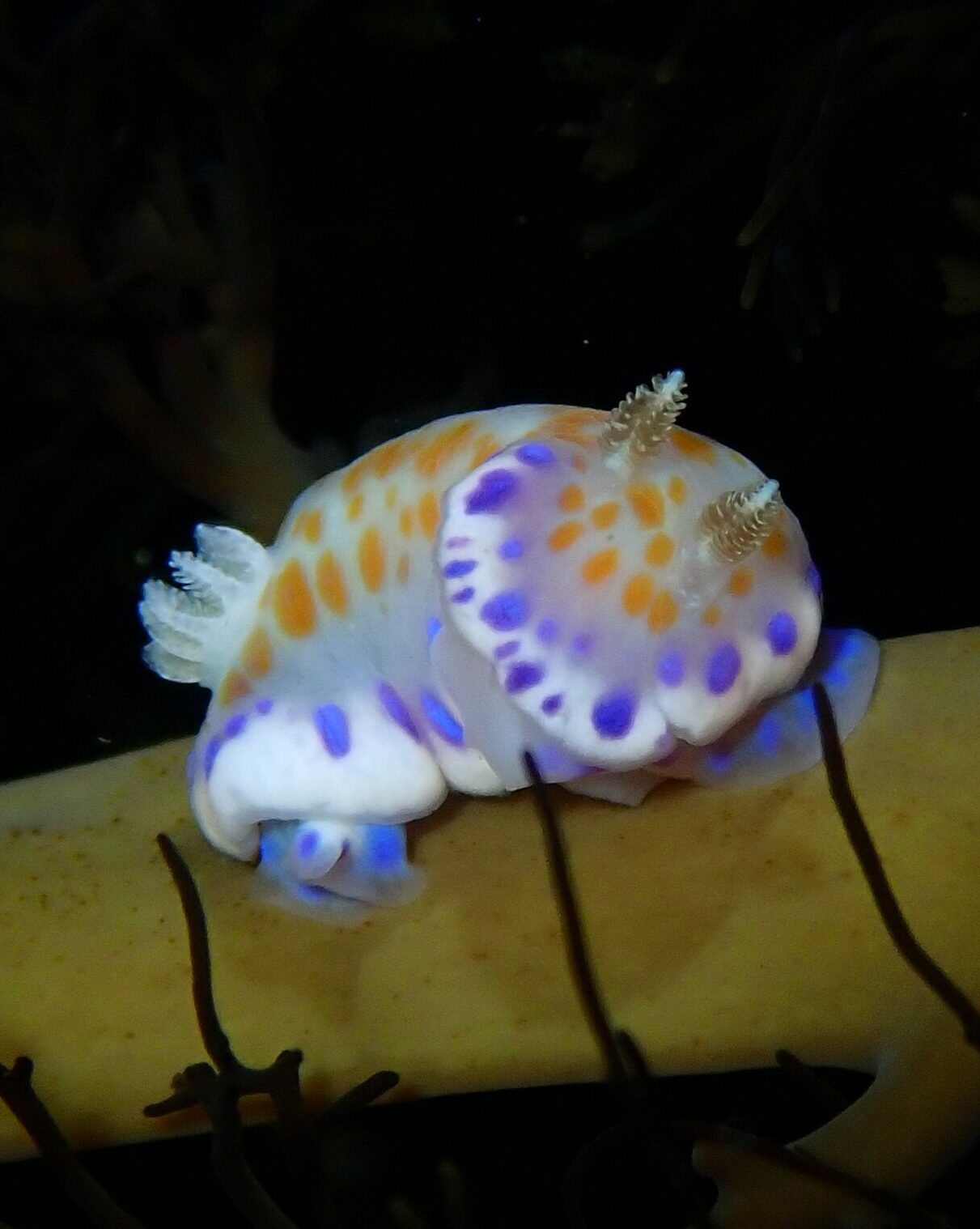 Close up of a sea slug