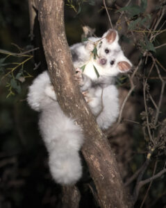 Greater glider on a branch.
