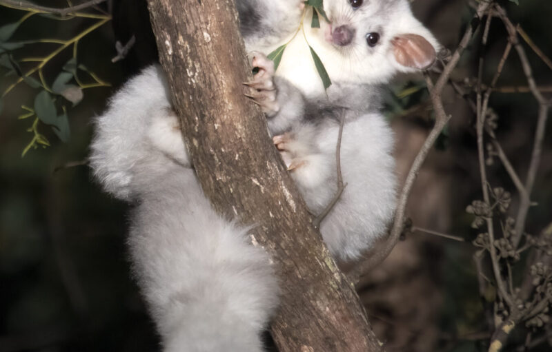 Greater glider on a branch.