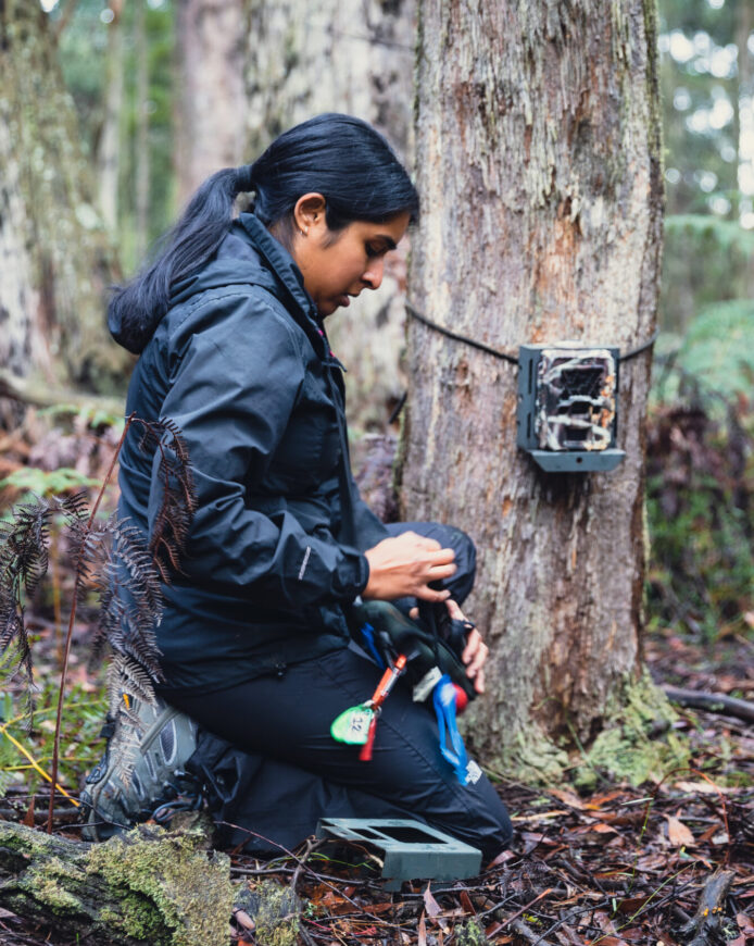A person setting up a wildlife monitoring camera.