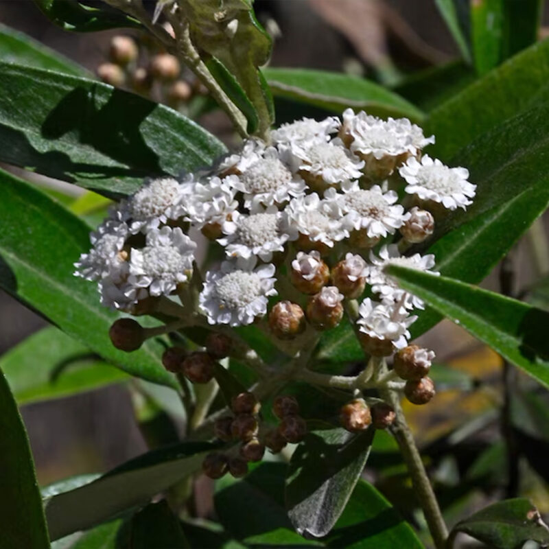 State logger plans could destroy endangered alpine plants - Victorian ...